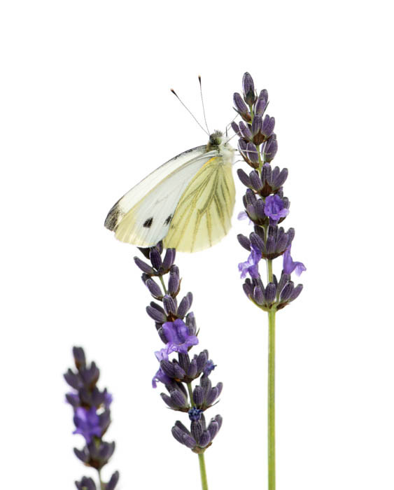 LAVANDA MONTE BIANCO - OLIO ESSENZIALE